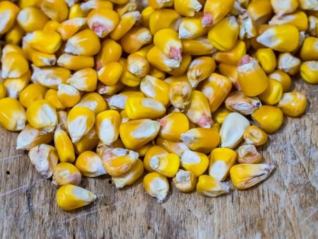 Whole Corn Kernels (certified organic) Online Hot Sale