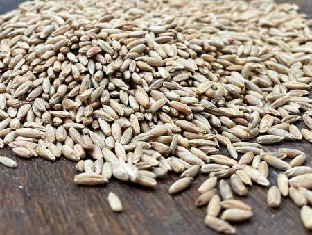 Ryman Rye Berries (certified organic) For Sale