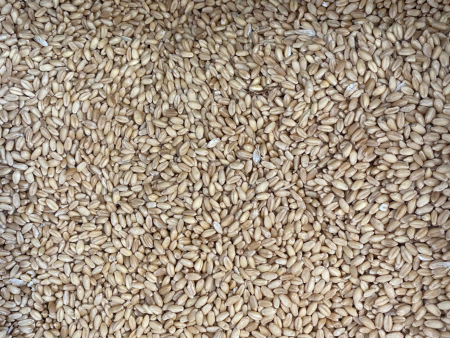 WHEAT GRAIN ORGANIC Online Sale