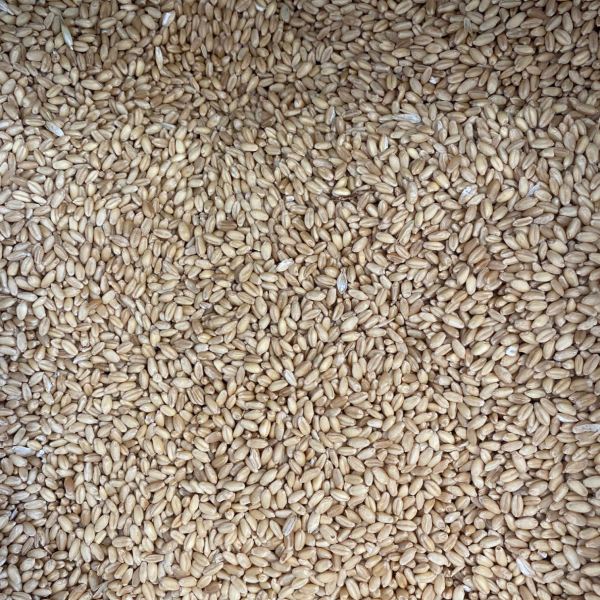 WHEAT GRAIN ORGANIC Online Sale