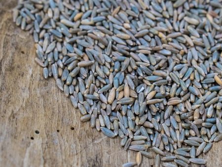 Danko Rye Berries (certified organic) For Sale