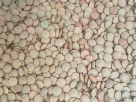 WHOLE GREEN LENTILS For Discount