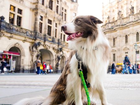 Gentle Leash for Comfort and Safety Supply